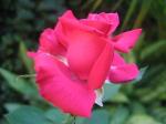 Andani – Red Rose 1