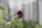 Black  Wild Pea Flowers, Bunga Hitam Si Kacang Ucu Liar..